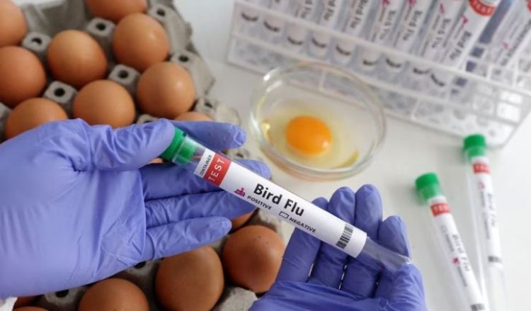 Flu Burung Diwanti-wanti Dapat Jadi Penyebab Pandemi Lagi