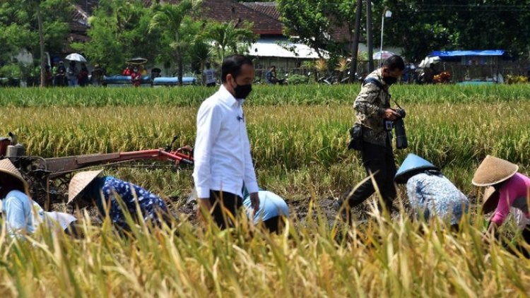 Jokowi Akan Melakukan Panen Raya Padi di Desa Kartoharjo Ngawi