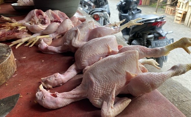 Harga Ayam Diprediksi Bakal Alami Kenaikan Jelang Ramadhan