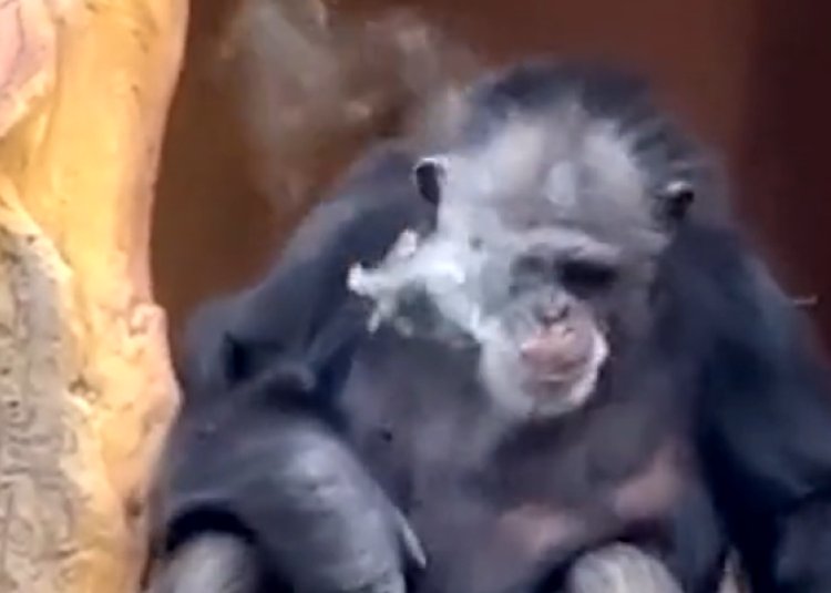 Simpanse di Kebun Binatang Nanning Viral Karena Merokok, Pihak Kebun Binatang Akhirnya Angkat Suara