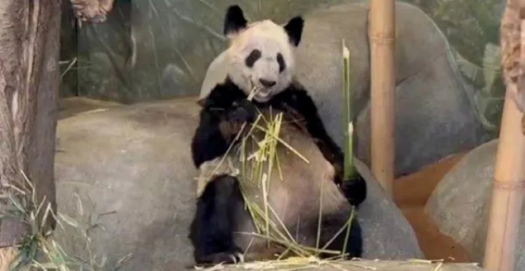 2 Ahli Hewan Asal China Dikirim ke Amerika Untuk Bantu Perawatan Panda Yaya