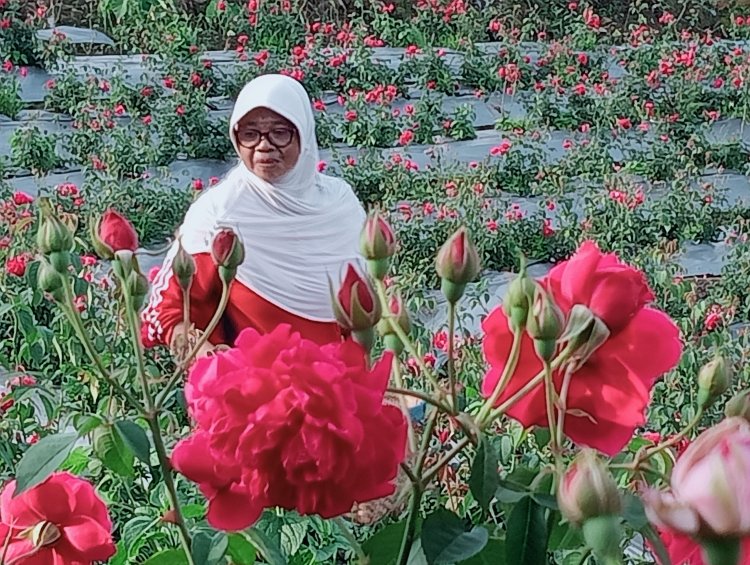 Jelang Ramadan, Petani Bunga Mawar di Magetan Ketiban Berkah