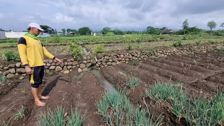 Magetan Tidak Aman, Tanaman Bawang Merah Milik Petani di Sawah Dicuri