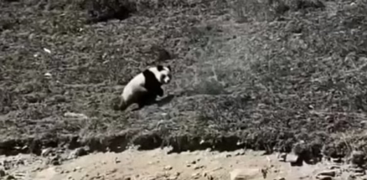 Panda Raksasa Liar Ditemukan di Qinghai, Kok Bisa?