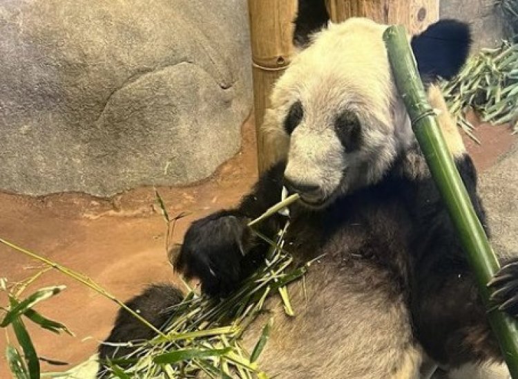 Kebun Binatang Memphis Keluarkan Peringatan Bagi Wisatawan Untuk Menyiarkan Langsung Keadaan Panda Yaya