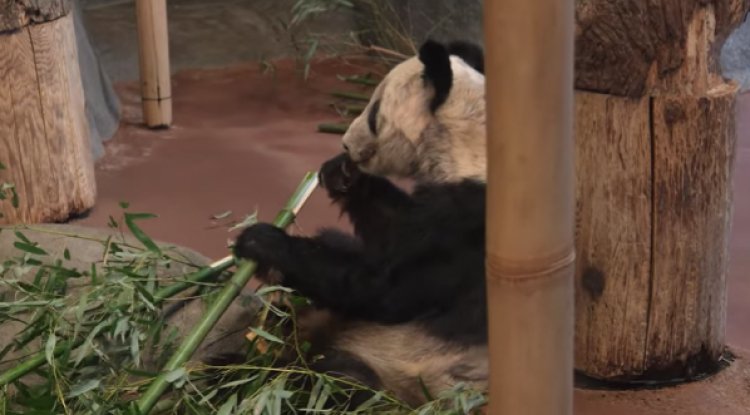 Kontrak Sewa Panda Raksasa Yaya di Amerika Serikat Berakhir Hari Ini