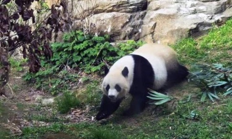 Berbanding Terbalik, Panda “Tian-tian”,”Mei Xiang”, dan “Little Miracle” di AS Sehat