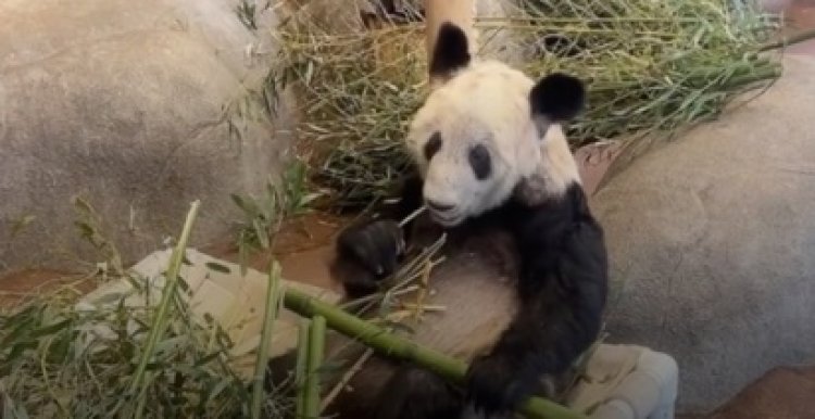 Hore! Panda Yaya Segera Pulang ke China