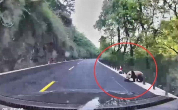 Bikin Kaget Warga Chengdu Menemukan Panda Liar di Sisi Jalan
