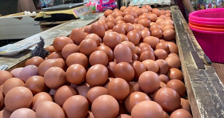 Pemerintah Akan Bagikan Bansos Ayam dan Telur Mulai Esok