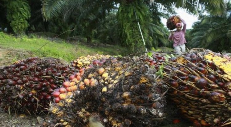 Ekspor Minyak Sawit Indonesia ke China Alami Kenaikan