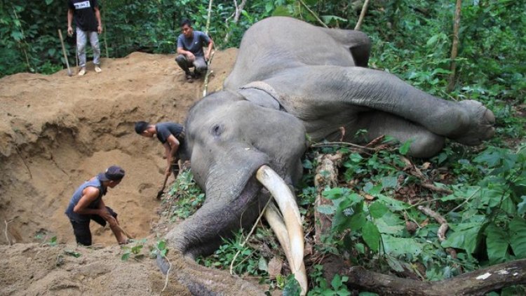 Gajah di Kebun Binatang Karachi Pakistan Mati Karena Sakit Kritis, Four Paws Minta Kebun Binatang Ditutup Permanen