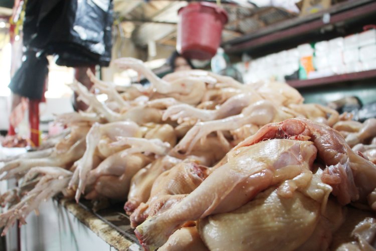 Harga Melesat, Daging Ayam di Jakarta Capai hingga Rp45 Ribu per Ekor