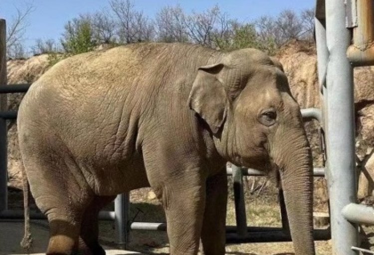 Seekor Gajah Asia Berusia 22 Tahun Mati Gegara Gagal Jantung di Badaling Wildlife World