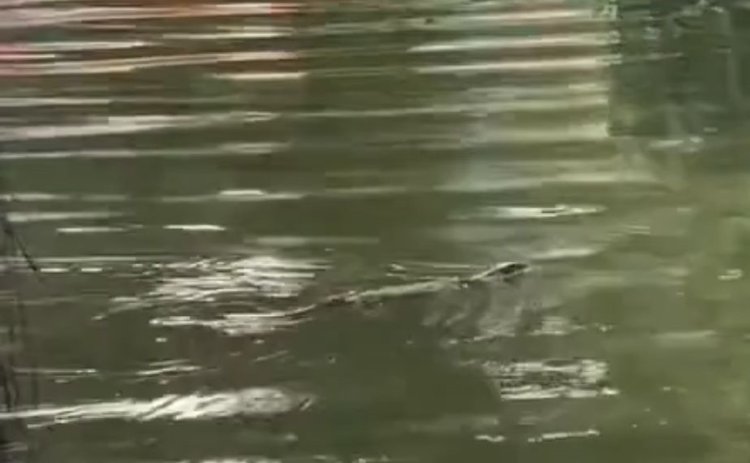 Viral! Muncul Biawak di Danau Dufan Ancol, Ini Kata Pengelola