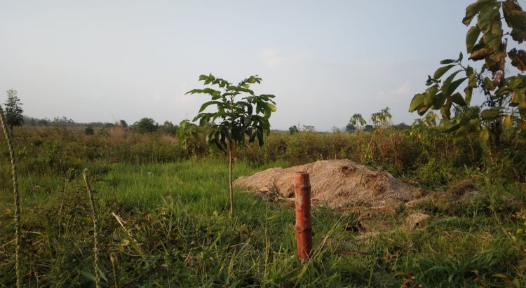 Dana dari KLHK Tak Cair, 5 Hektar Lahan TPA Dibeli Pemkab Magetan di Desa Botok Muspro
