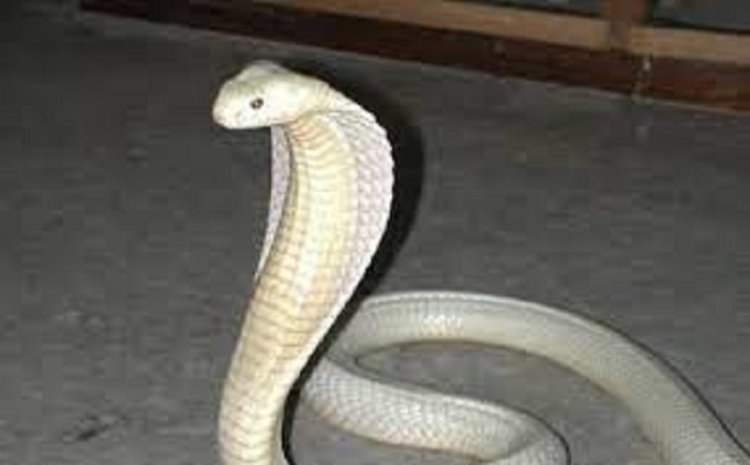 Heboh Kemunculan Kobra Putih Misterius Ditemukan di Rumah Warga