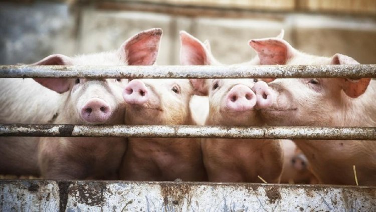 Singapura Setop Sementara Impor Babi dari RI Imbas Flu Babi Afrika