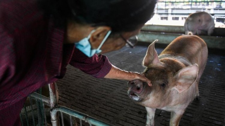 Mentan Sebut Virus dan Bakteri Penyebab Flu Babi Kembali Bangkit