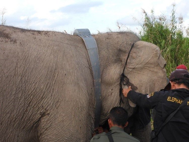 BKSDA KLHK Sumsel Kembali Pasang GPS Collar 13 Ekor Gajah Betina Sumatera