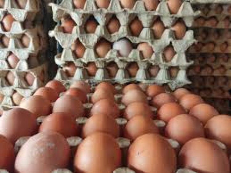 Harga Telur di Ponorogo Meroket, Kini Capai Rp 31 Ribu Per Kg