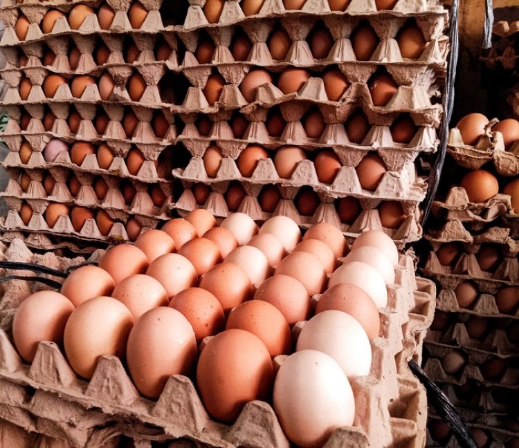 Duh! Harga Telur Alami Kenaikan Tinggi, Tembus Rp 40.000/Kg!