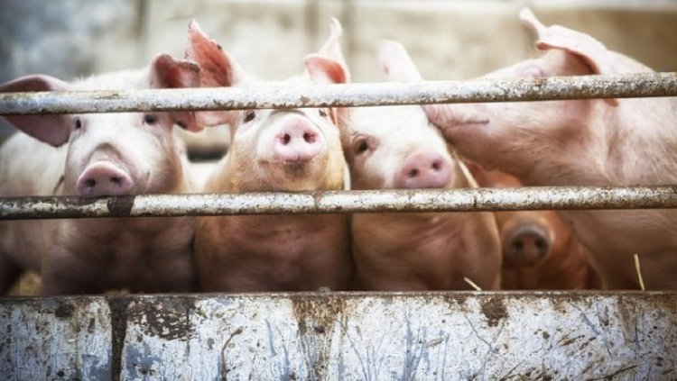 Tangapi Virus Demam Babi RI Kembangkan Serum Penawar