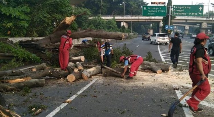 Ada Pohon Tumbang di KM 11 Tol Jakarta-Cikampek, Lalin Sekitar Padat