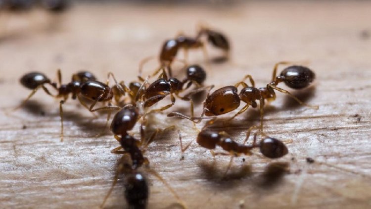 Ini yang Terjadi Bila Tak Sengaja Memakan Semut