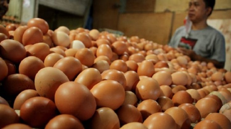 Ternyata Ini Penyebab Harga Telur yang Kian Tinggi