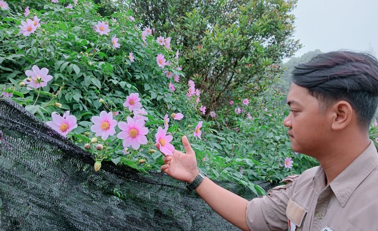 Cantiknya Bunga Dahlia Gunung Lawu Ini, 8 Kelopaknya Berwarna Pink Mirip Sakura