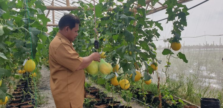 Budidaya Buah Melon Berkonsep Greenhouse, Warga Gresik Raup Omzet Belasan Juta