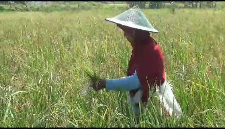 Gagal Panen, Ratusan Hektar Tanaman Padi di Ngawi Terserang Hama dan Panas Ektrim