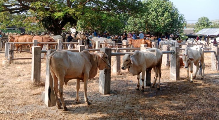 Virus Lato-lato Serang Sapi, Distan Gresik Ingatkan Teliti Beli Hewan Kurban