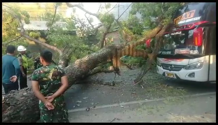 Bus Eka Tertimpa Pohon di Magetan, Surabaya Solo Macet Hingga 1 Jam Lebih