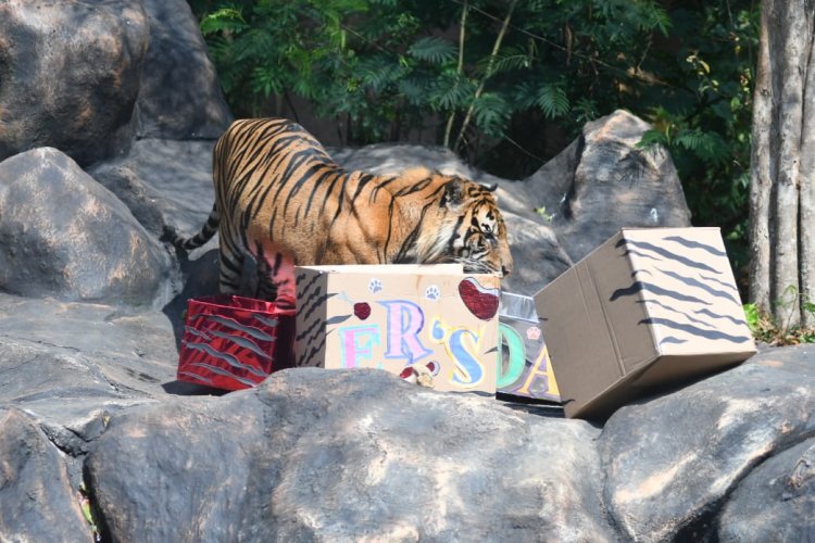 Tiger Day, Harimau Koleksi Batu Secret Zoo Dapat Hadiah