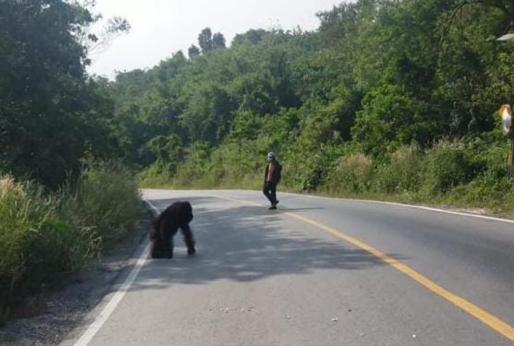 BKSDA Kaltim Evakuasi Dua Orangutan di Pinggir Jalan Bengalon - Muara Wahau Kutai
