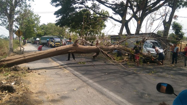 Mobil Box Ringsek Tertimpa Pohon Tumbang di Jalan Nasional Magetan - Ngawi