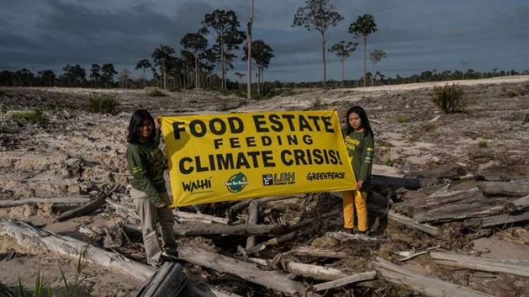 Riuh Kritik Kegagalan Food Estate: ‘Hutan Diratakan, Kayunya ke Mana’