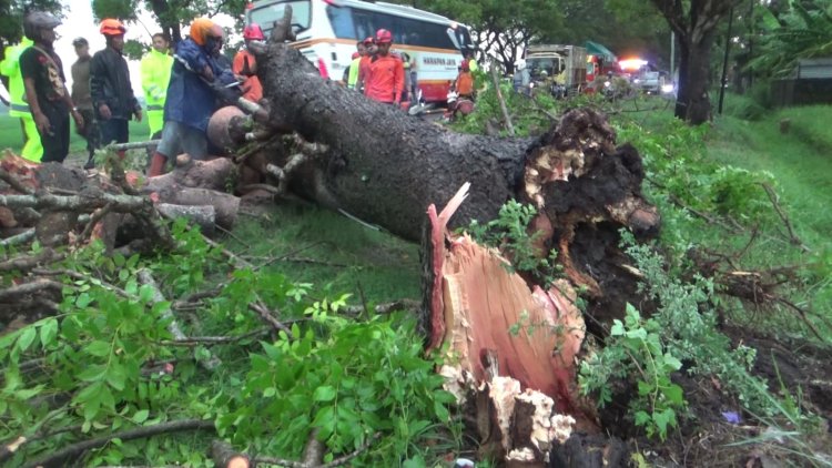 Hujan Angin Terjang Ngawi, Pohon Berukuran Besar Tumbang Tutup Jalan Nasional