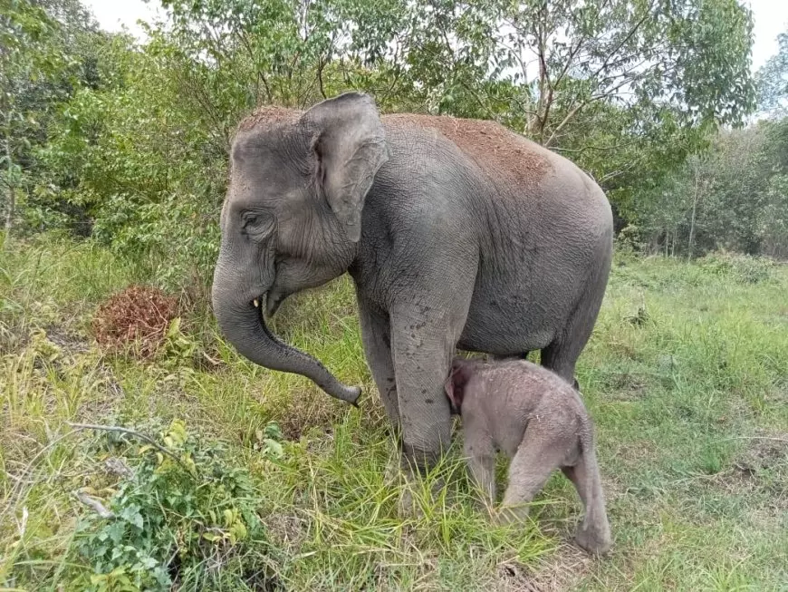 Bayi Gajah Sumatera Kembali Lahir