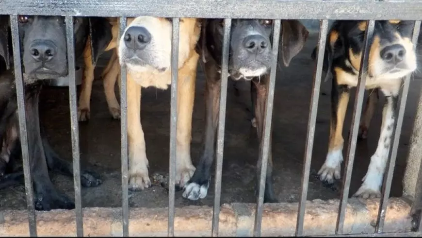 Penjagal Anjing di Sragen, Dilaporkan Aktivis ke Polisi