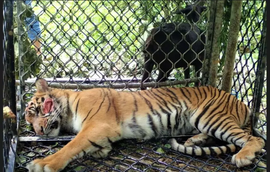 BKSDA KLHK Aceh Bersama Tim Gabungan Lepasliarkan Harimau Sumatera di Taman Nasional Gunung Leuser