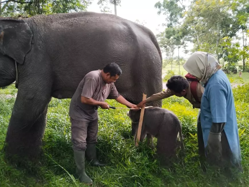 Kabar Gembira,  Penghuni Taman Nasional Way Kambas Bertambah Atas Kelahiran Anak Gajah Sumatera