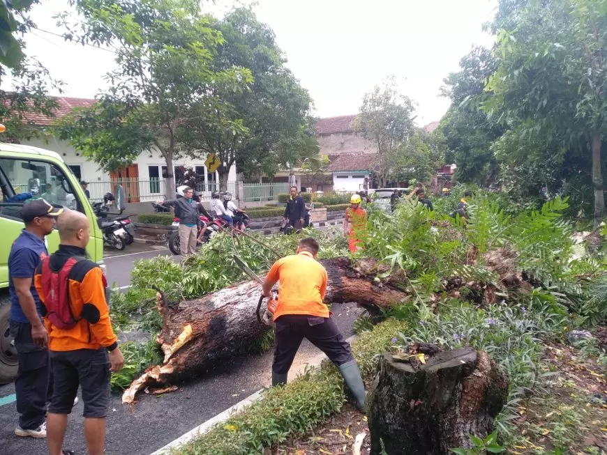 Pohon Akasia Tumbang Timpa Toko dan Tutup Jalan di Magetan