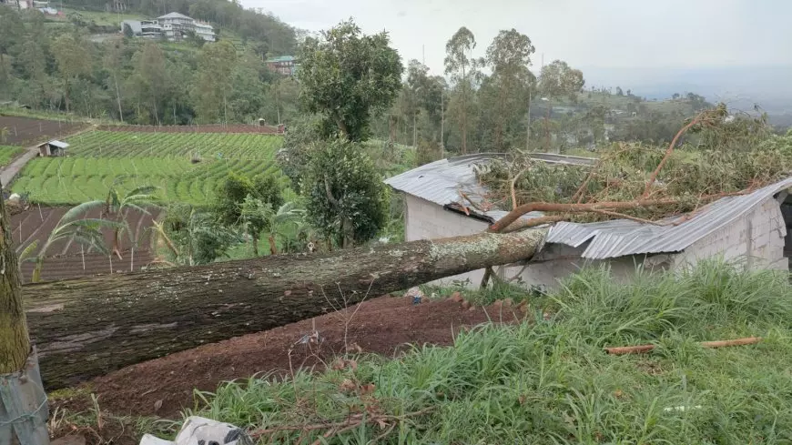 BPBD Magetan Catat Ada 14 Pohon Tumbang Akibat Hujan Angin Kemaren