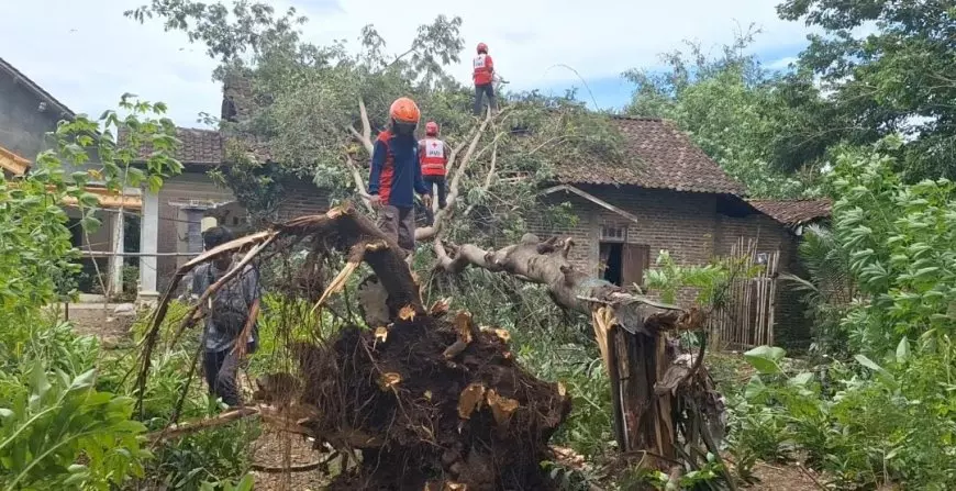 Angin Kencang Terjang Kota Magetan, Puluhan Pohon Tumbang Timpa Rumah Warga