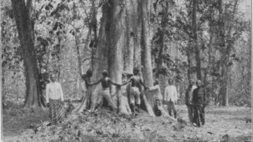 Cerita Jati Denok: Pohon Jati Raksasa Terbaik di Dunia serta Misteri yang Menyertainya